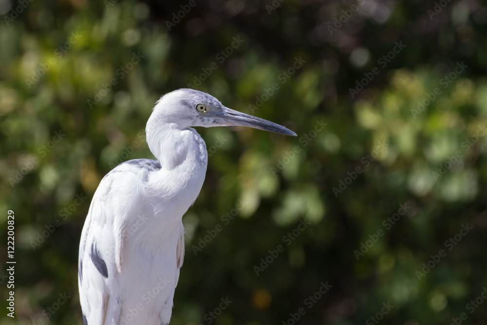 Molting Immature Little Blue Heron, J.N. ''Ding'' Darling Nation Molting Immature Little Blue Heron, J.N. ''Ding'' Darling Nation