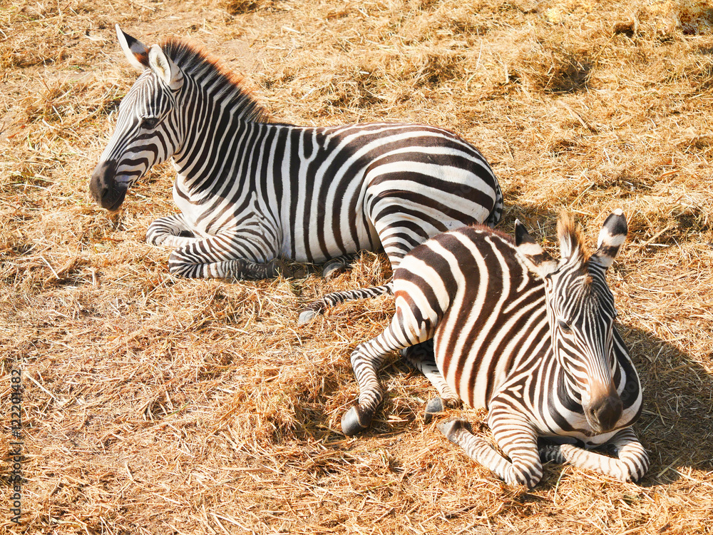 Zebra in Safari World zoo,Thailand Zebra in Safari World zoo,Thailand