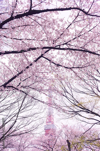 Tokyo Tower with Cherry Blossoms Surrounded located at Zojoji Temple, Tokyo, Japan
