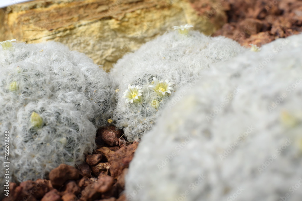 Obraz premium Yellow cactus flower