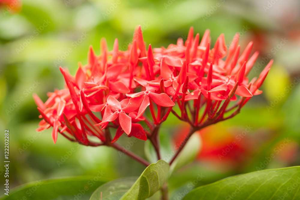 Red flower spike, Rubiaceae flower, Ixora coccinea It is a flowe Red flower spike, Rubiaceae flower, Ixora coccinea It is a flowe