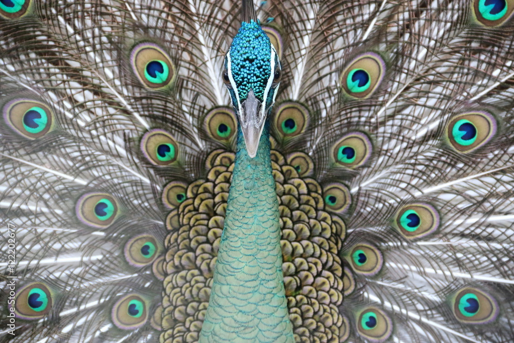 Obraz premium Mosquitoes spread tail-feathers of birds