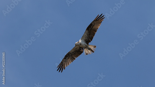 Osprey Flying  J.N.   Ding   Darling National Wildlife Refuge  S