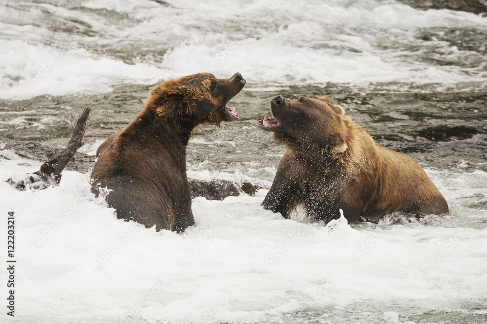 Two brown bears roaring at each other in shallow rapids Two brown bears roaring at each other in shallow rapids