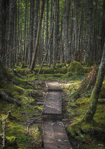 Haystack boardwalk trail through the rainforest oustide of Cordova, Southcentral Alaska; Alaska, United States of America
