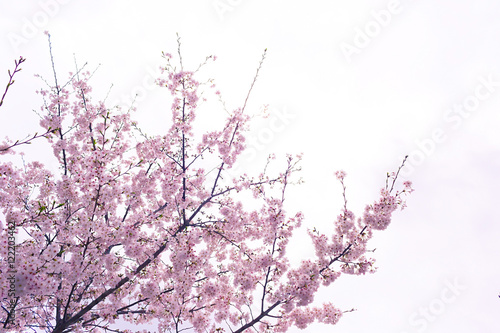 Photography Cherry blossoms at Zojoji Temple, Tokyo, Japan.