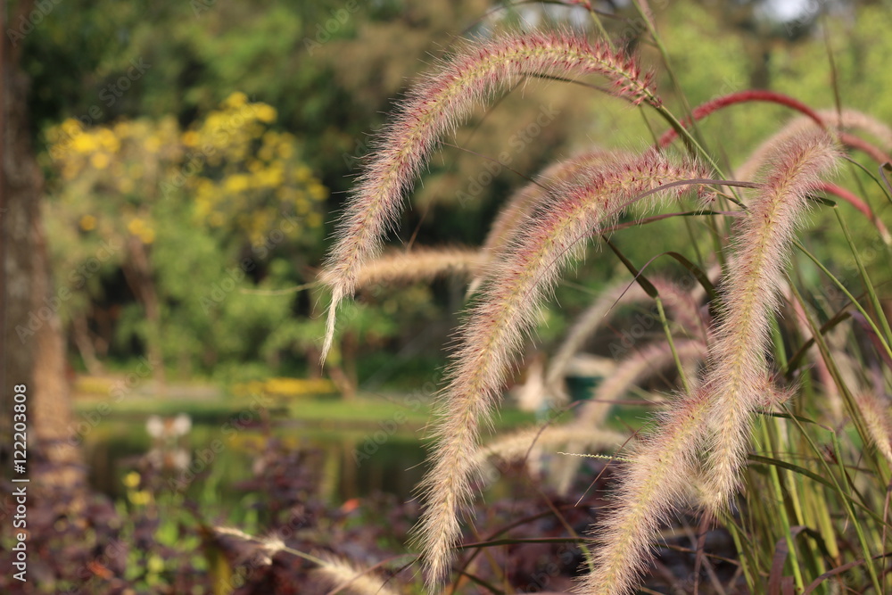 Flowering grass. Flowering grass.
