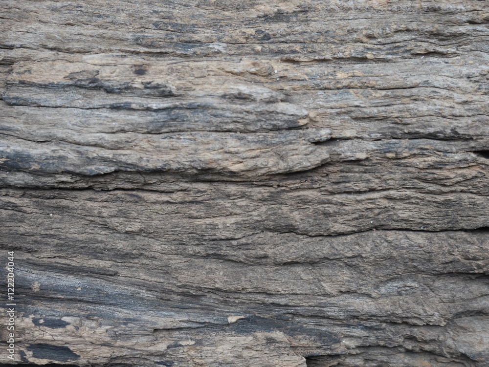 bark of tree texture. bark of tree texture.