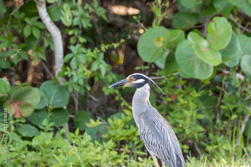 Yellow-Crowned Night-Heron, J.N. ''Ding'' Darling National Wildl Yellow-Crowned Night-Heron, J.N. ''Ding'' Darling National Wildl