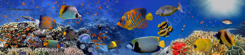 Fotografia, Obraz Sea corals. Panorama