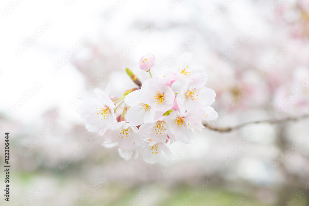 Cherry blossoms at Chidorigafuchi park, Tokyo, Japan. Cherry blossoms at Chidorigafuchi park, Tokyo, Japan.