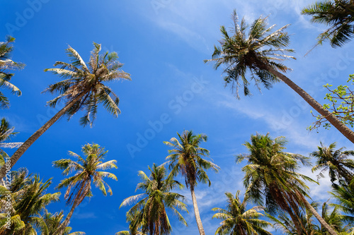 Coconut trees at Nom Island, Nam Du islands, Kien Giang province, Vietnam. Nam Du islands located 90 km west of Rach Gia city in Kien Giang.