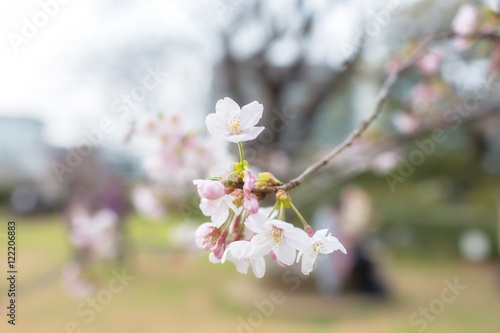 Cherry blossoms at Chidorigafuchi park  Tokyo  Japan.