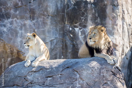 Lions on a Rock