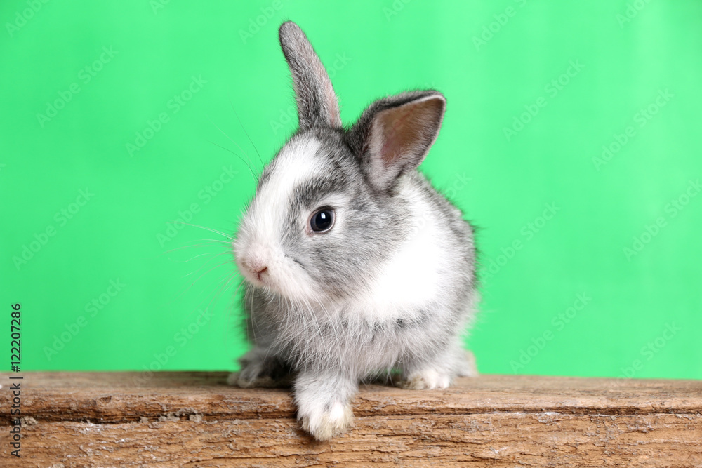 Obraz premium Gray rabbit isolated on a green background.