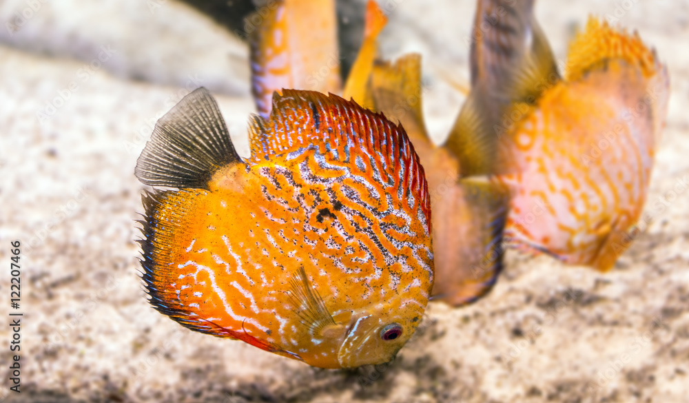 Tropical colorful fishes in aquarium in Moscow. Discus