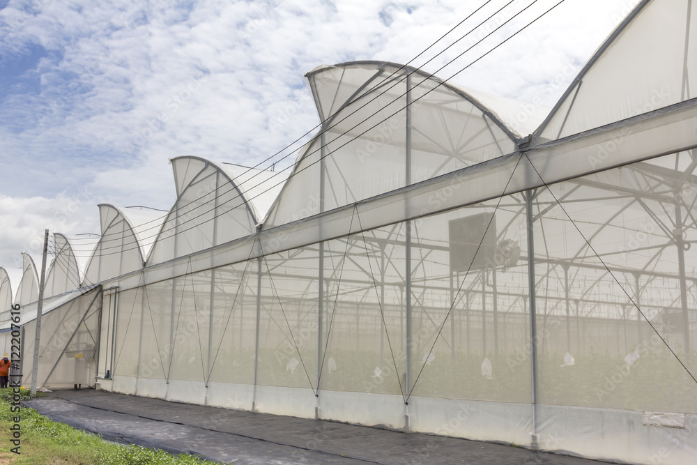 Greenhouse melon farm on blue sky background