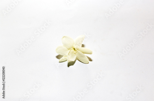 group of white flower near rock,group of white flower 