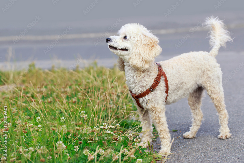 dog breed Poodle