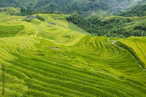 The terraced fields scenery in autumn 