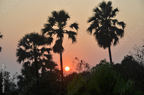 Sunset behind palm trees and greenery in Mumbai City, India.