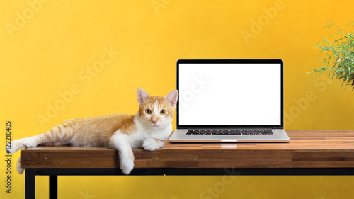 Fototapeta Naklejka Na Ścianę i Meble -  cat sitting with blank laptop on wooden table