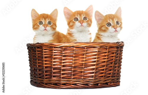kitten  in the basket © Happy monkey