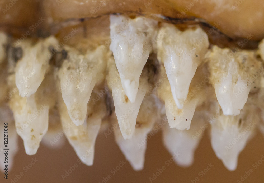 Obraz premium Row of shark teeth in jaw