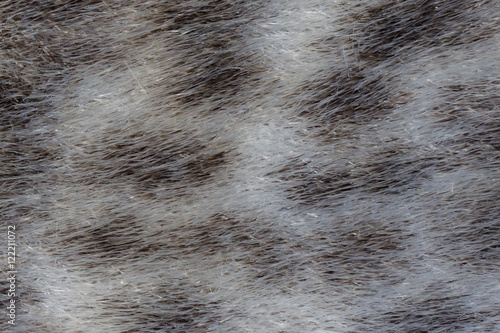 фотографія Real sealskin background