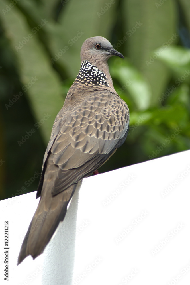 Obraz premium Spotted Dove
