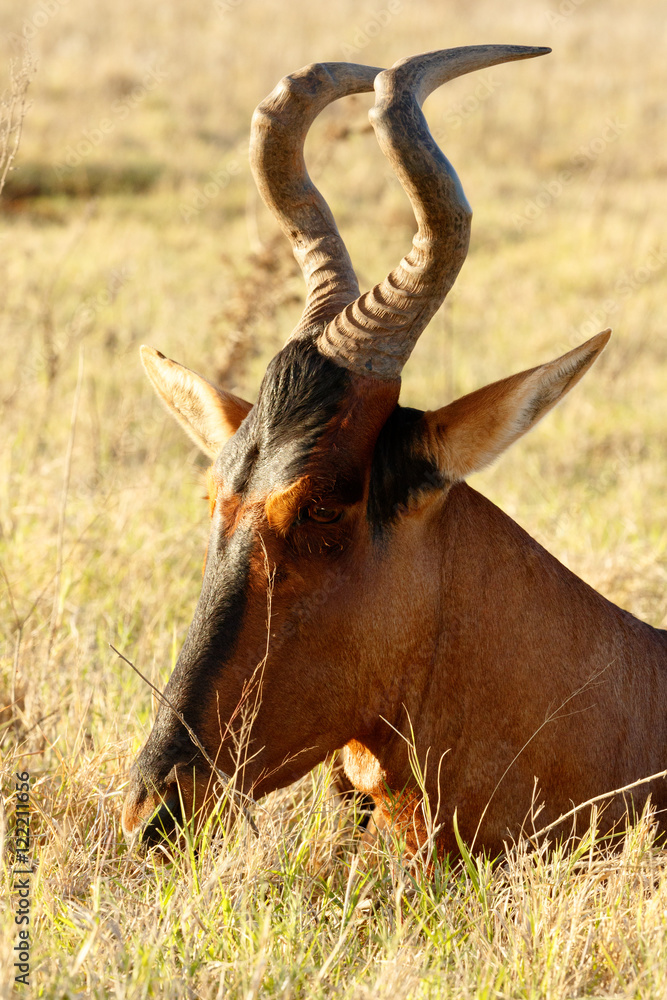 I hear you - Red Harte-beest - Alcelaphus buselaphus caama I hear you - Red Harte-beest - Alcelaphus buselaphus caama