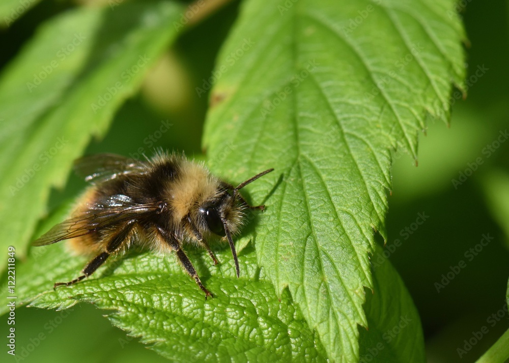 MACRO PHOTOGRAPHY OF BUMBLEBEE SITTING ON GREEN LEAF MACRO PHOTOGRAPHY OF BUMBLEBEE SITTING ON GREEN LEAF