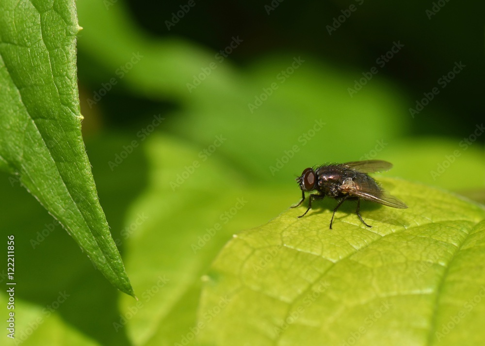 GREEN LEAF WITH COMMON HOUSEFLY GREEN LEAF WITH COMMON HOUSEFLY
