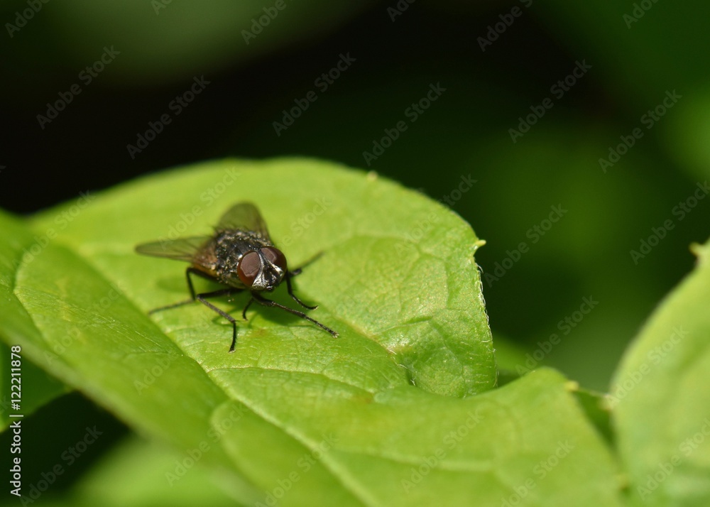 COMMON HOUSEFLY ON GREEN LEAF COMMON HOUSEFLY ON GREEN LEAF