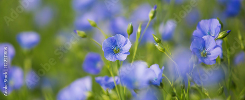 Linum usitatissimum photo