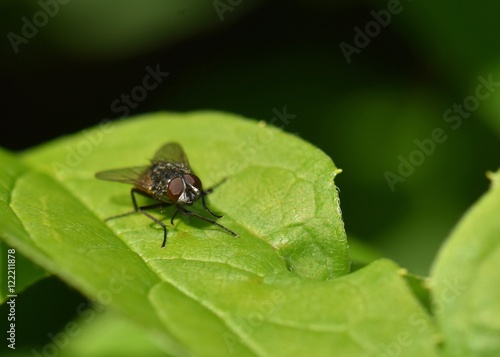 COMMON HOUSEFLY ON GREEN LEAF