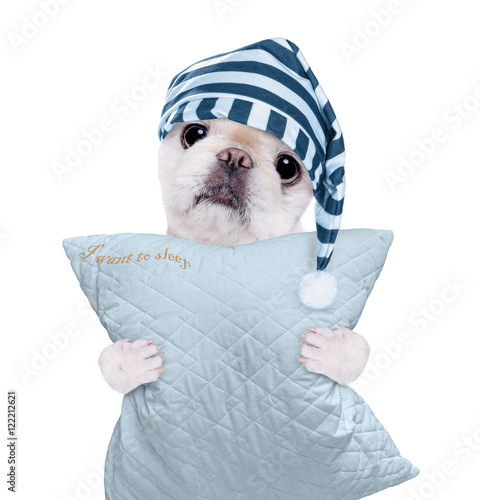 Fototapeta Naklejka Na Ścianę i Meble -  Sleepy dog in a cap with a pillow. Isolated on white.