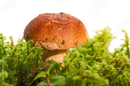 Mushroom among a green moss, on a white background