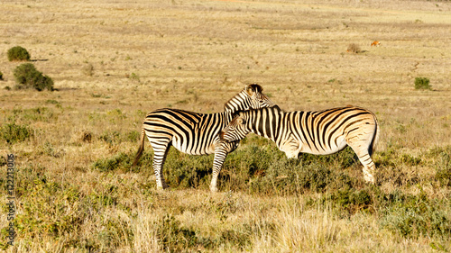 Love - Burchell s Zebra