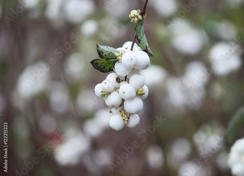 Symphoricarpos albus laevigatus photo