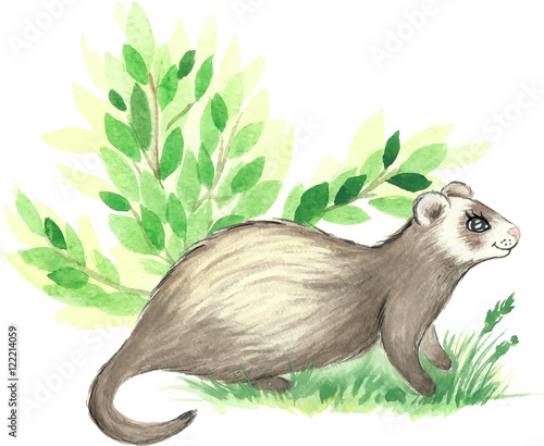 watercolor forest  animal illustration - cute ferret with green grass and shrub. Vector