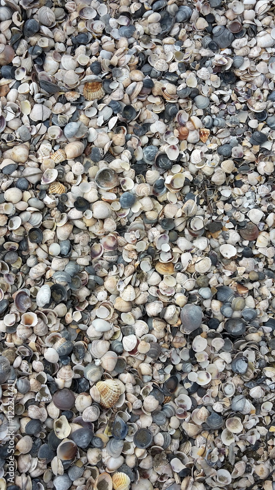 Muscheln am Strand Muscheln am Strand