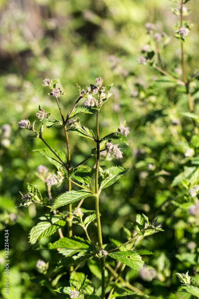 mint plant grown at vegetable garden mint plant grown at vegetable garden