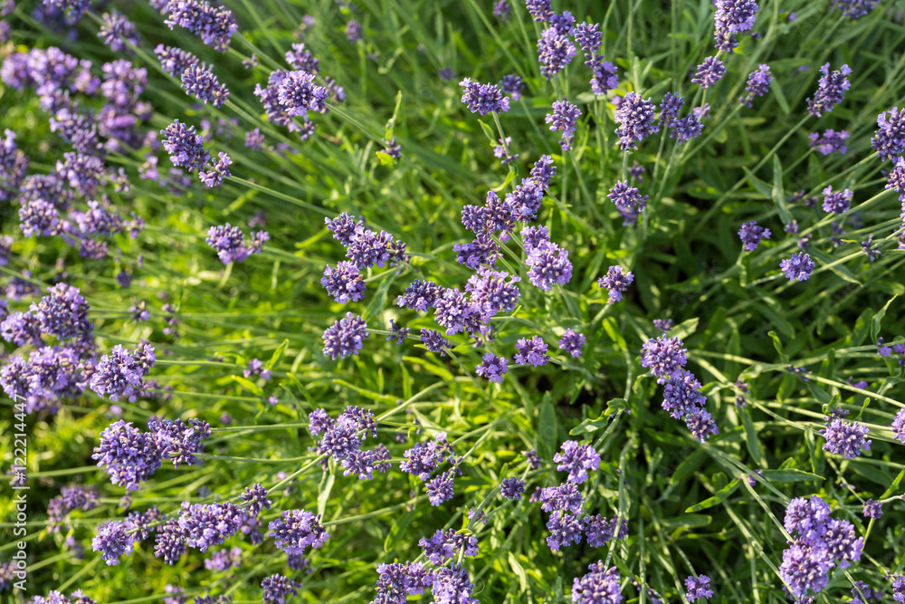 Fototapeta premium Gardens with the flourishing lavender