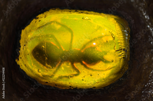 Fossilized baltic amber with insect inside .