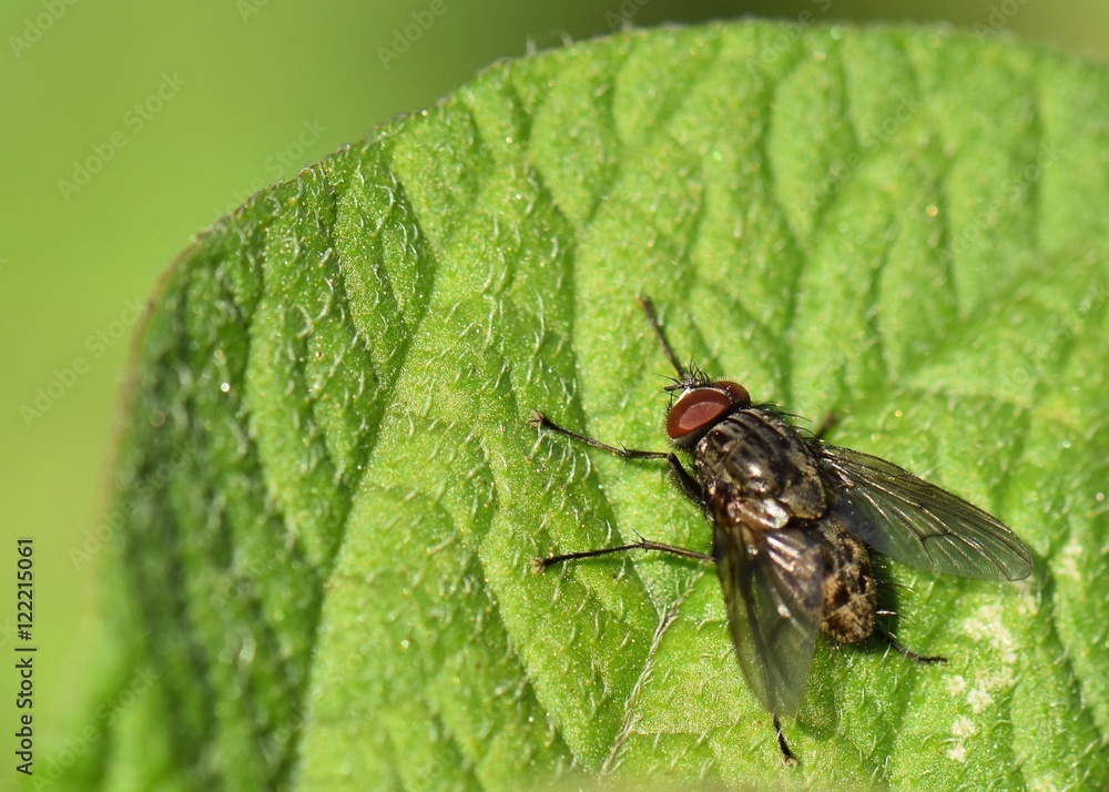 COMMON HOUSE FLY ON GREEN LEAF COMMON HOUSE FLY ON GREEN LEAF