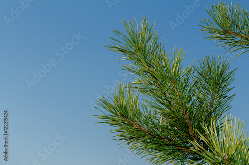 Pine branch