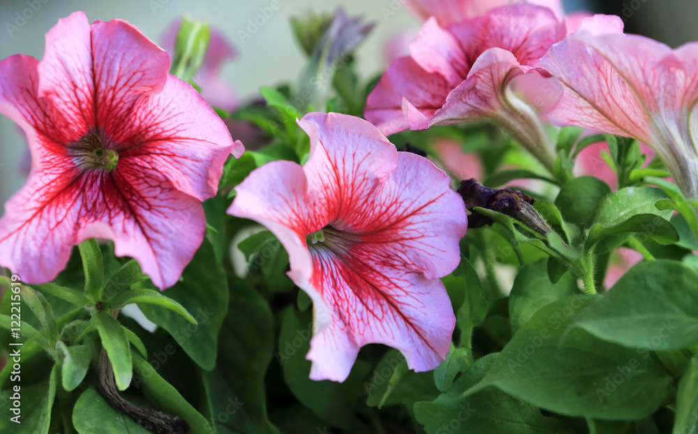 pink petunias pink petunias