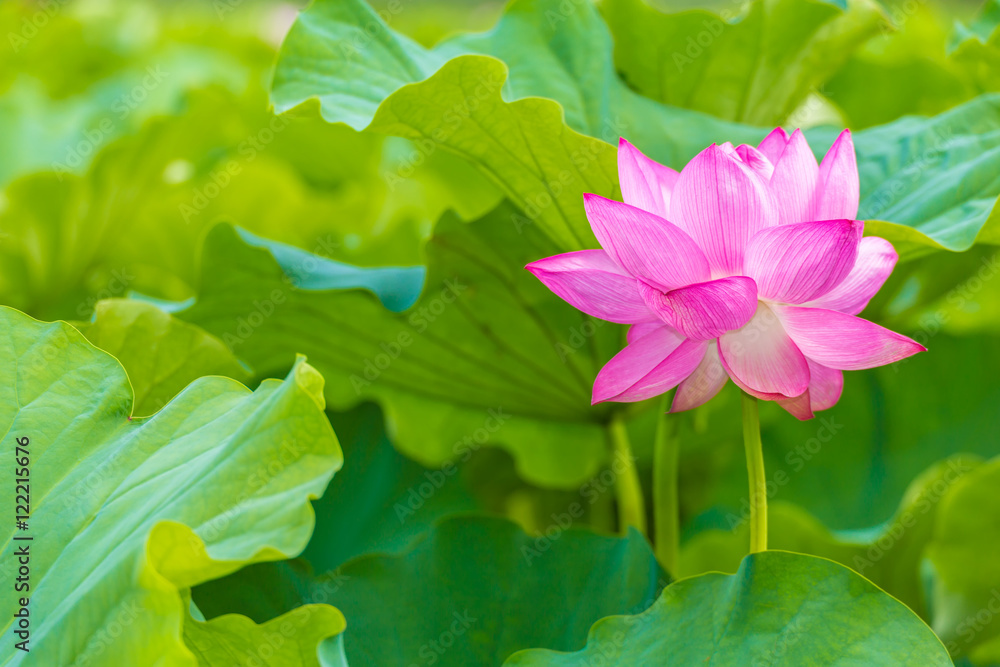 The Lotus Flower.Background is the lotus leaf.