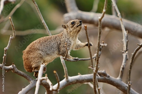 Rock hyrax in the beautiful nature habitat, Procavia capensis, wild africa, african wildlife, trees and rocks places, small mammals